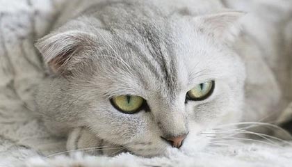 林芝求一个套医保卡的黄牛浙江的最新政策(2025年林芝温州医保卡黄牛分享)